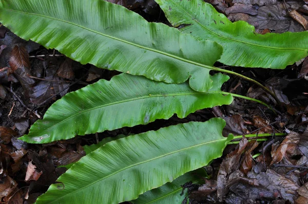 Dans la nature, la fougère Asplenium scolopendrium pousse — Photo