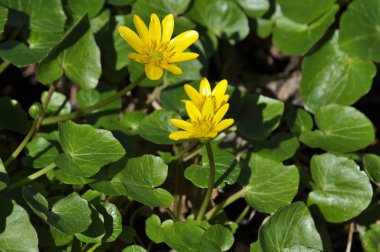 * Ranunculus ficaria * * * * * * * * * * * * * * * *