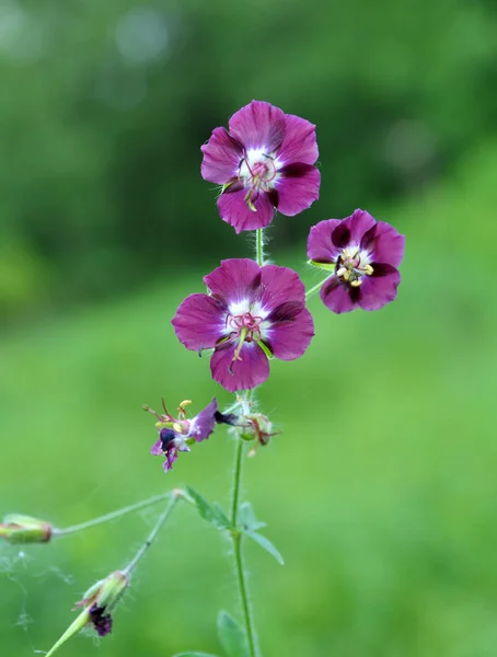 Geranium phaeum kwitnie w przyrodzie w wiosennym lesie — Zdjęcie stockowe