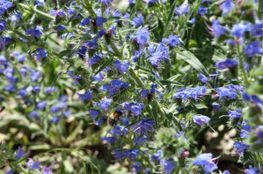 Bitkilerin arasındaki tarlada Echium vulgare çiçek açar.