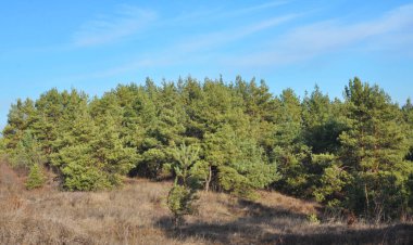 Çam ağaçları doğada yetişir.