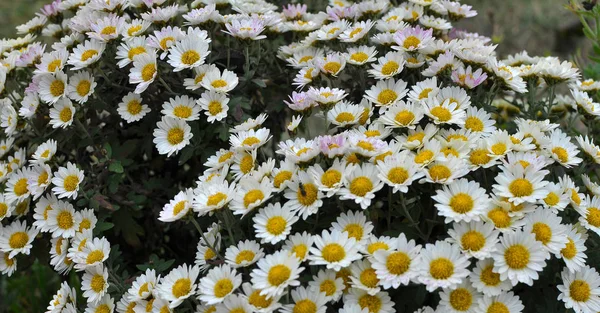 Fioritura autunnale di crisantemo — Foto Stock