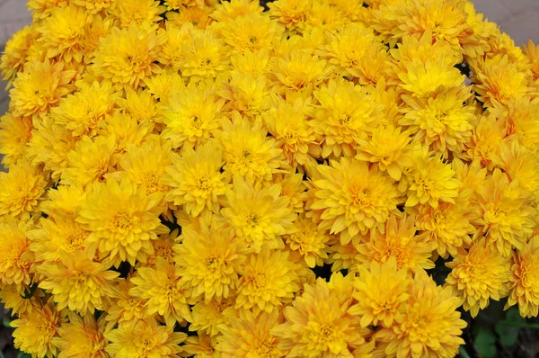 Flor de outono do crisântemo — Fotografia de Stock