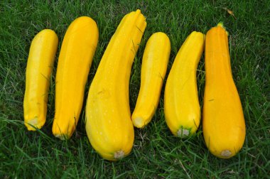 Yığının içinde kabak ve balkabağı var.