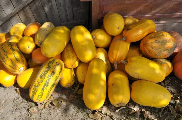 In the pile are collected squash and pumpkins — Stock Photo, Image