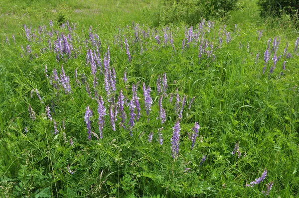 В дикой природе цветет Vicia tenuifolia — стоковое фото