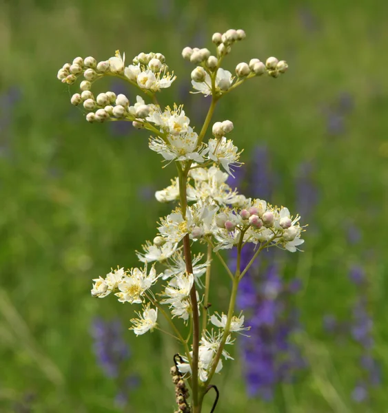 Filipendula blooms in the meadow in the wild — Stock Photo, Image