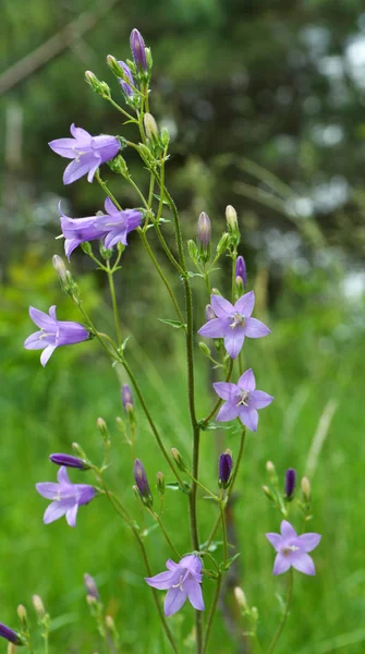 Сибірські дзвони (Campanula sibirica) квітнуть серед диких трав. — стокове фото