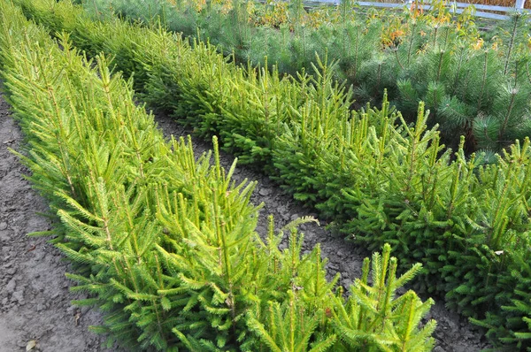 A plot of forest for growing seedlings of trees — ストック写真