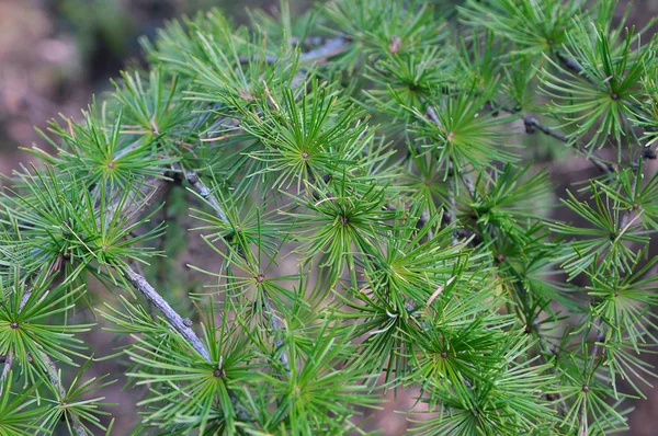 Green branch of larch — 스톡 사진