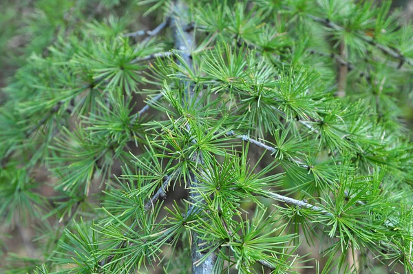 Green branch of larch — Stock Photo, Image