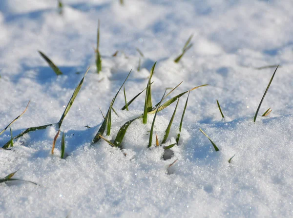 雪の下で冬の小麦の芽. — ストック写真