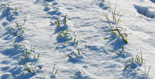 Wintertarwe ontspruit onder de sneeuw. — Stockfoto