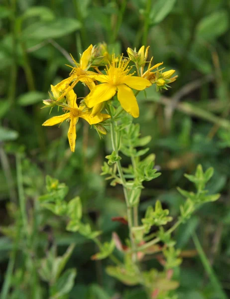 Na flor selvagem Hypericum perforatum — Fotografia de Stock