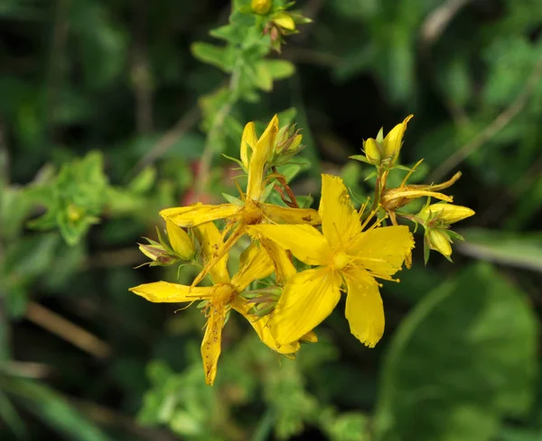 En la floración salvaje Hypericum perforatum — Foto de Stock