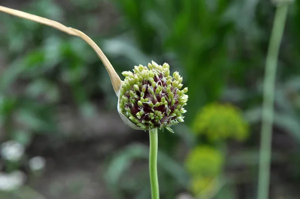 Top van knoflook met luchtbollen — Stockfoto