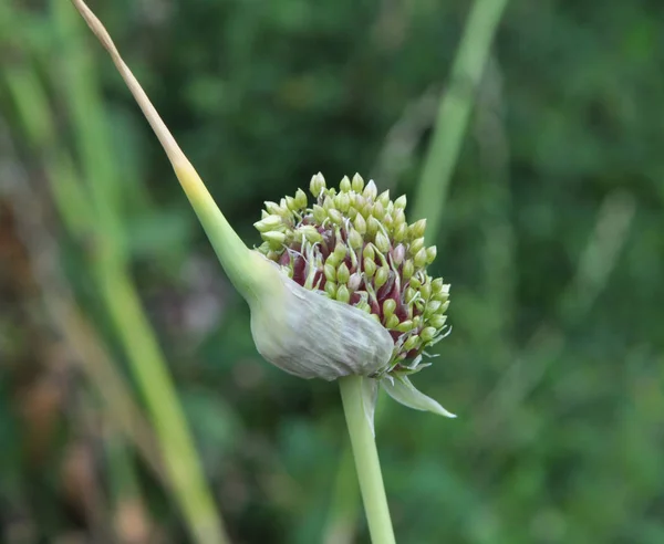 Parte superior de ajo con bulbos de aire —  Fotos de Stock