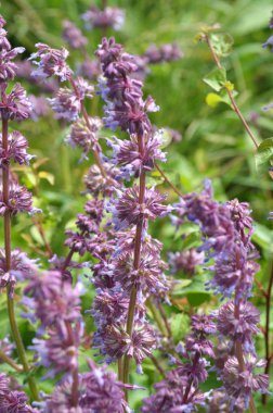 Doğada, Salvia verticillata çiçekleri