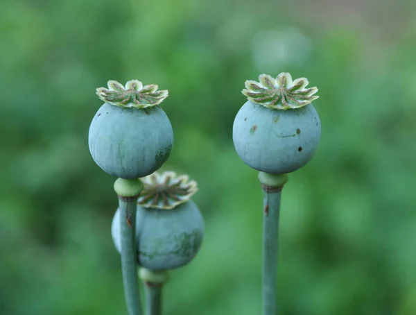 No jardim cresce uma papoula com cabeças verdes — Fotografia de Stock