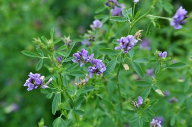 Çiçek açan yonca alandır