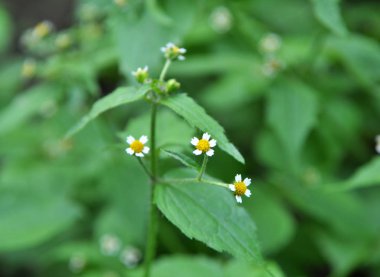 Tarlada galinsoga parviflora çiçeği açar.