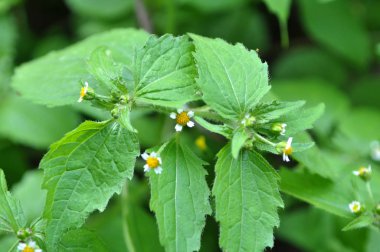 Tarlada galinsoga parviflora çiçeği açar.