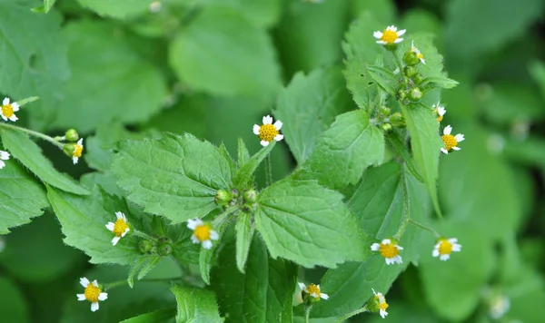 En el campo florece galinsoga parviflora — Foto de Stock