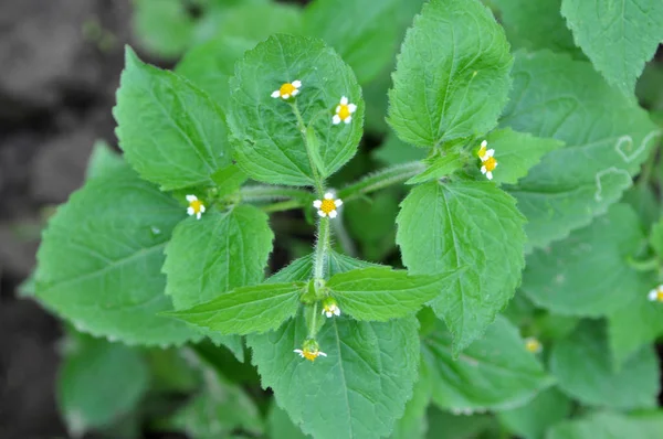 En el campo florece galinsoga parviflora — Foto de Stock