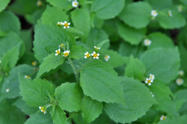 Na polu kwitnie galinsoga parviflora — Zdjęcie stockowe