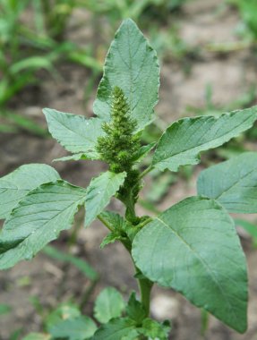 Doğada yabani otlar büyür Amaranthus retroflexus