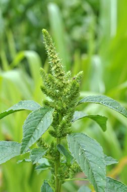 Doğada yabani otlar büyür Amaranthus retroflexus