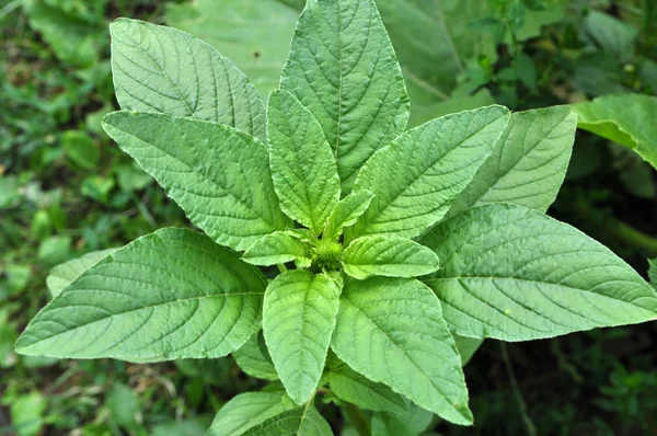 In de natuur groeien onkruid Amaranthus retroflexus — Stockfoto