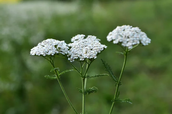 Yarrow (Achillea) blooms naturally in the grass — Stock Photo, Image