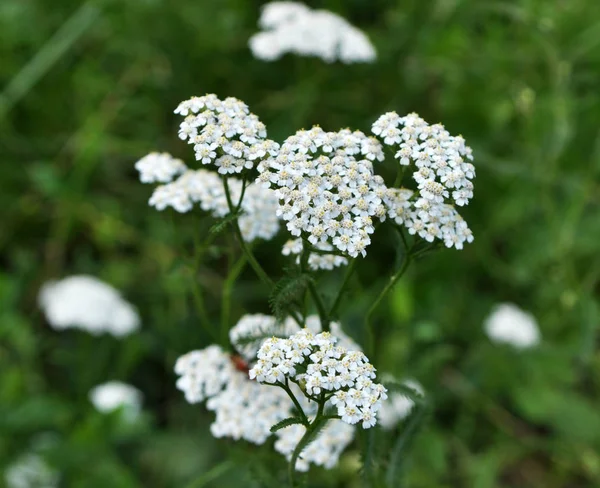 Yarrow (Achillea) çimenlerde doğal olarak çiçek açar. — Stok fotoğraf