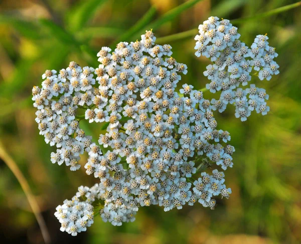 Yarrow (Achillea) çimenlerde doğal olarak çiçek açar. — Stok fotoğraf