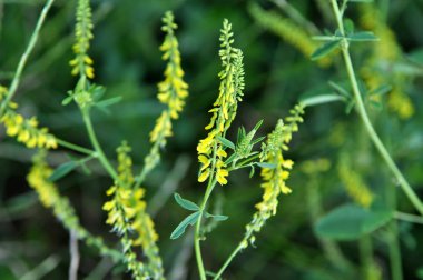Melilot officinalis (Melilotus officinalis) doğada çiçek açar