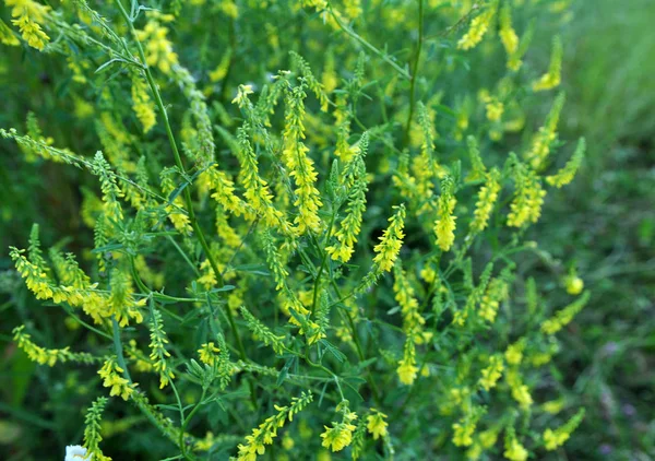Melilot officinalis (Melilotus officinalis) doğada çiçek açar