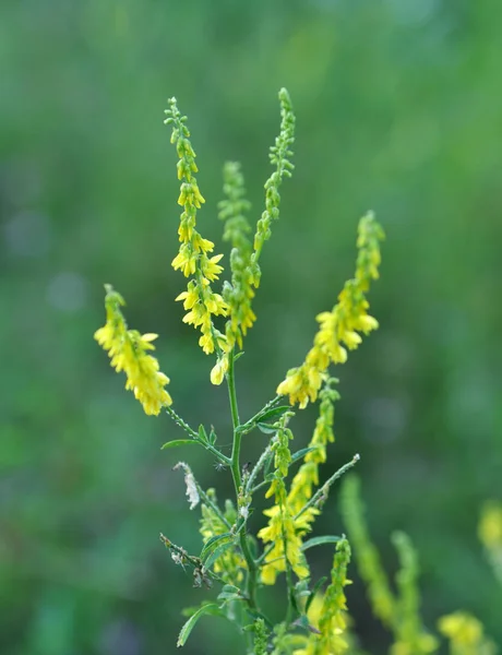 Melilot officinalis (Melilotus officinalis) florece en la naturaleza — Foto de Stock