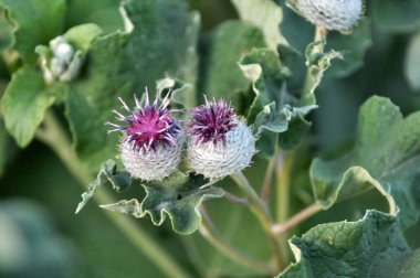 Yaban hayatı çiçek Dulavratotu içinde