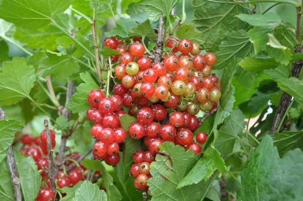 On the bush berries are ripe redcurrant — Stock Photo, Image