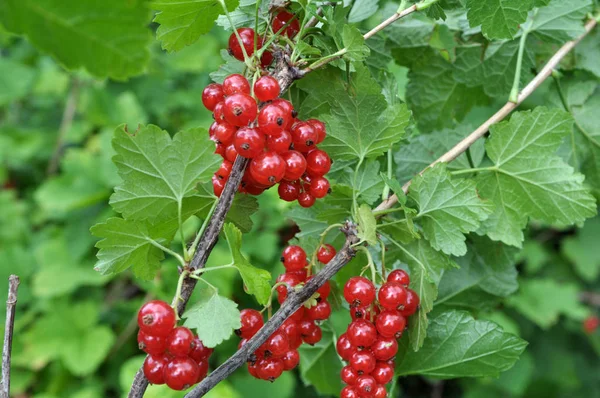 Am Strauch Beeren sind reife rote Johannisbeeren — Stockfoto