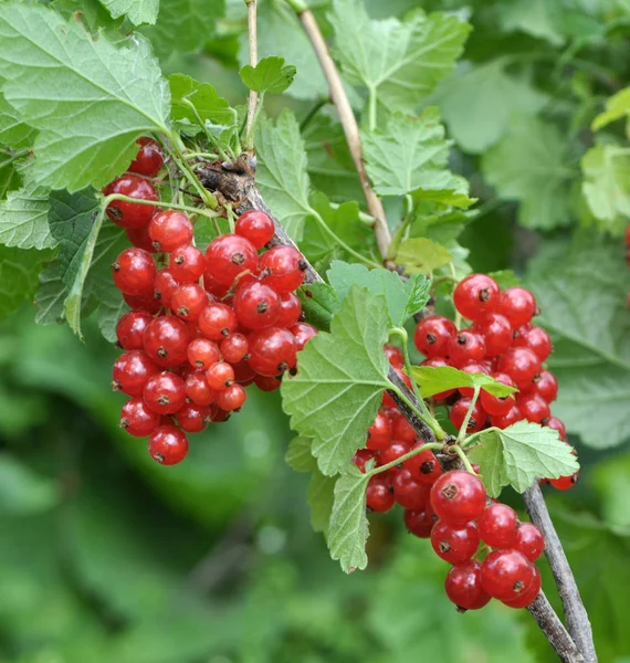 Sur les baies de brousse sont mûrs groseille rouge — Photo