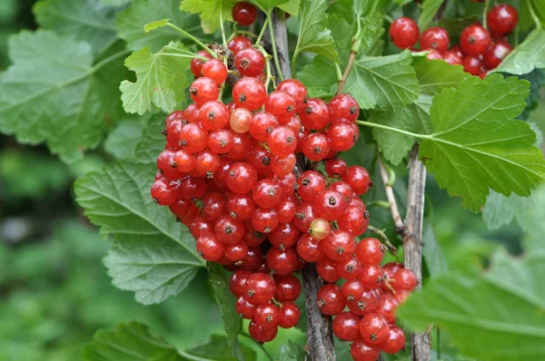 Am Strauch Beeren sind reife rote Johannisbeeren — Stockfoto