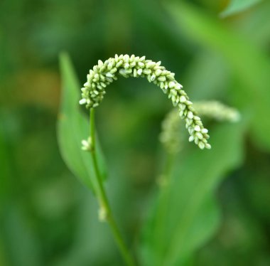Ot Persicaria lapathifolia açık arazide yetişir.