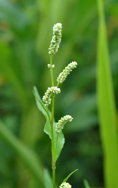 Weed Persicaria lapathifolia grows in the open ground — Stock Photo, Image