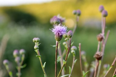 Bitkiler arasında sirsiyum kabarır ve çiçek açar.