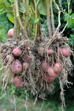 Genç patatesler taşıma ile kazılmış.