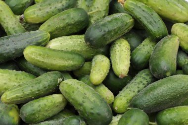 Hasat edilen salatalıkların geçmişi