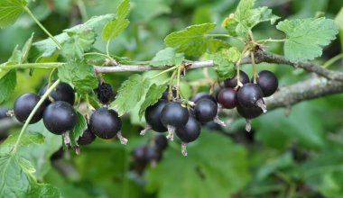 Dalda Yoshta olgun meyveleri vardır