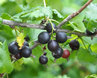 Dalda Yoshta olgun meyveleri vardır